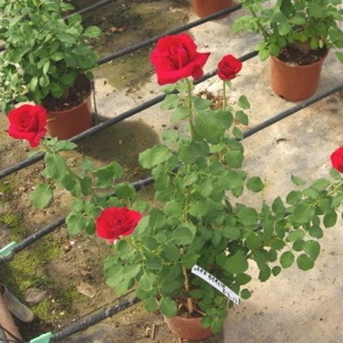 Róża ze średnio intensywnym zapachem - Róża - Red Berlin - 